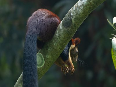Indian Giant Squirrel