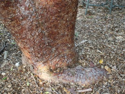Indian Gumbo Limbo