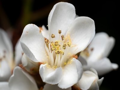 Indian Hawthorn