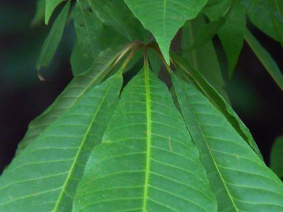 Indian Horse Chestnut