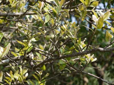 Indian Ironwood