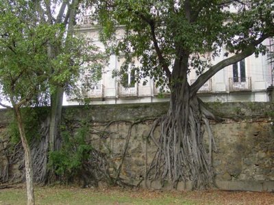 Indian Laurel Fig