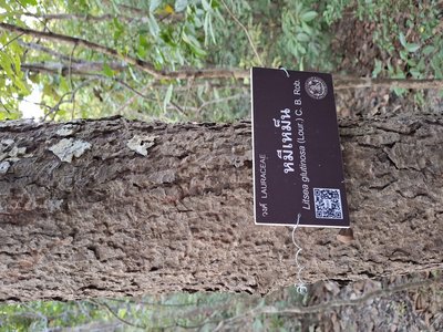 Indian Laurel