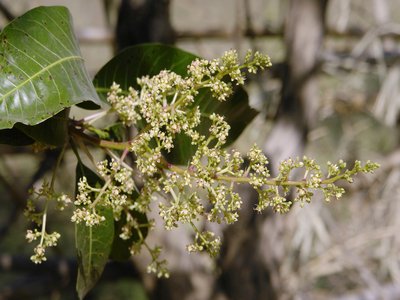 Indian Mango