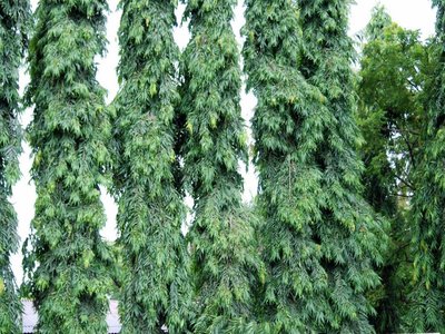 Indian Mast Tree