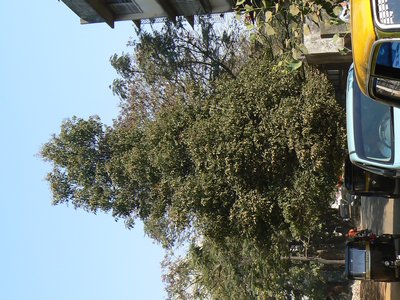 Indian Medlar