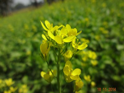 Indian Mustard Tree
