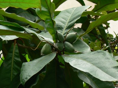 Indian Myrobalan
