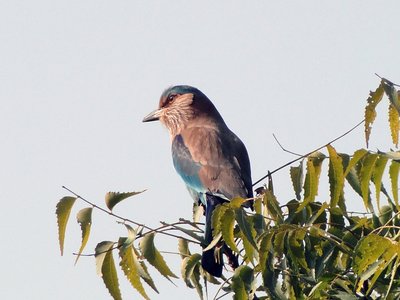 Indian Neem