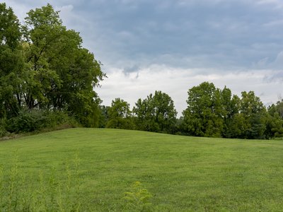 Indian Oak