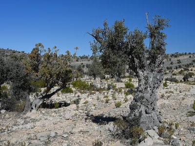 Indian Olive