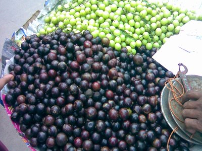 Indian Plum