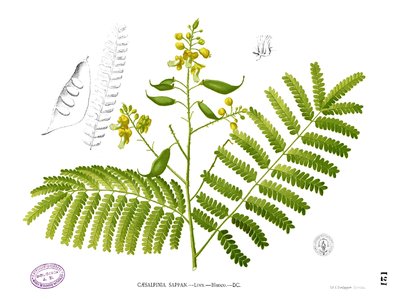 Indian Redwood