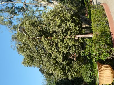 Indian Rose Chestnut