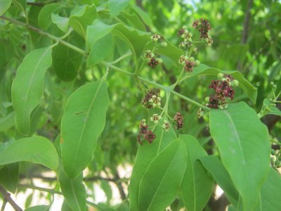 Indian Sandalwood