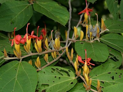 Indian Screw Tree
