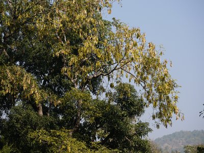 Indian Siris