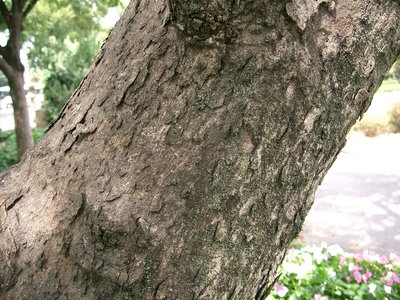 Indian Soapberry