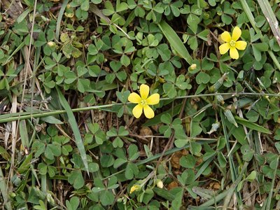 Indian Sorrel