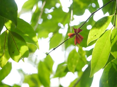 Indian Spindle Tree