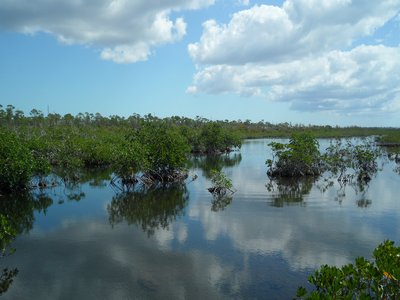 Inland Mangrove