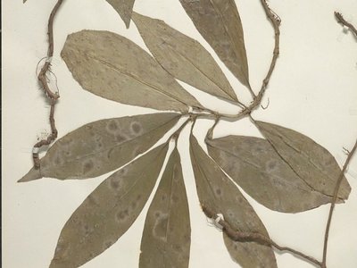 Ipecacuanha