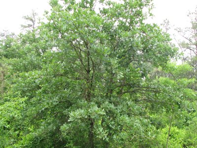 Iron Oak
