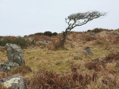 Iron Tree