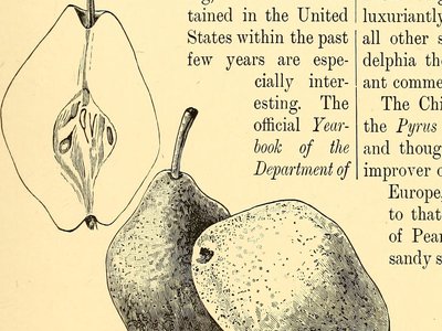 Isa Pear