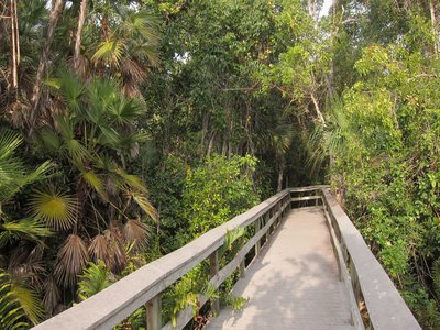 Island Mahogany