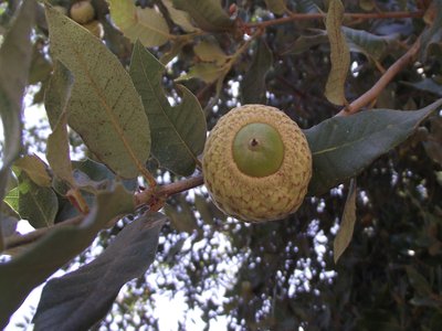 Island Oak