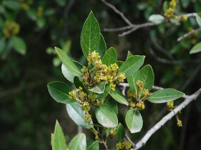 Italian Buckthorn