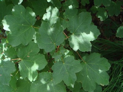 Italian Maple