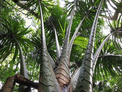 Ivory Nut Palm