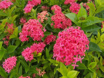 Ixora