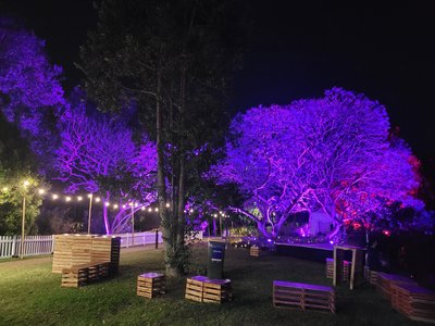 Jacaranda