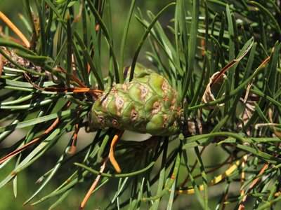 Jack Pine