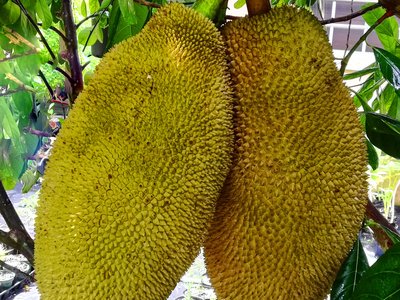 Jakfruit