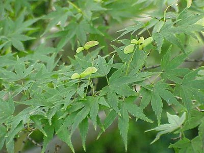 Japanese Maple