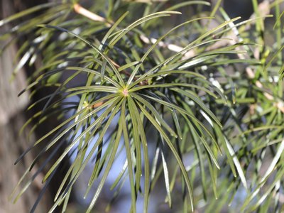 Japanese Umbrella Pine