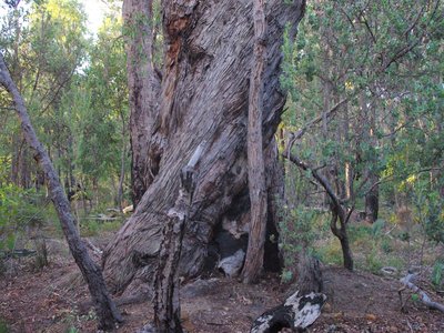 Jarrah