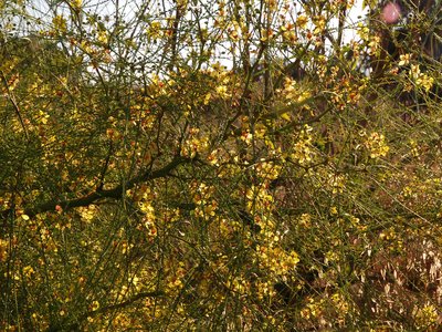 Jerusalem Thorn