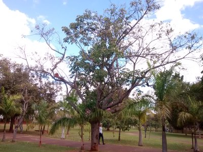 Joannesia Tree