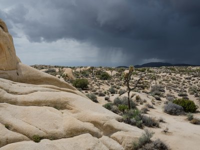 Joshua Tree