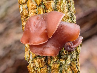 Judas Ear Fungus