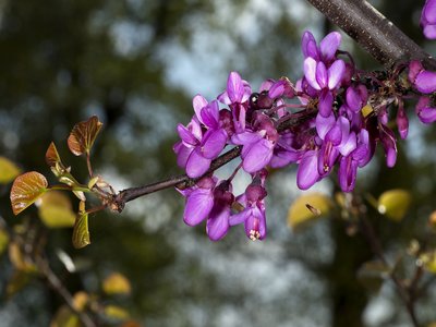 Judas Tree