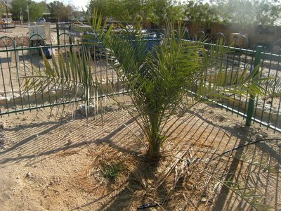 Judean Date Palm