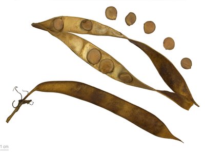 Kachnar