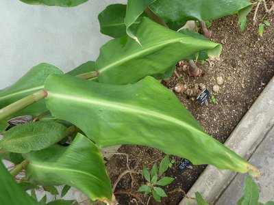 Kahili Ginger