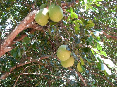 Kambili